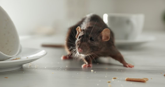 A tail of tiny pests rat-ling the food supply chain